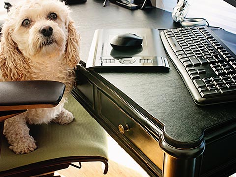 Full desktop protective cover pad with dog